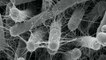Une "super-bactérie" résistante à tous les antibiotiques? - Le 27/05/2016 à 18h45