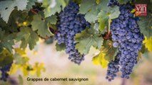 Le cabernet sauvignon, cépage roi dans le Médoc