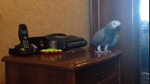 Perroquet VS chien : l'oiseau n'est pas commode!