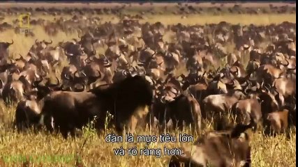 Wow! Lion hunting wildebeest - Wild nature