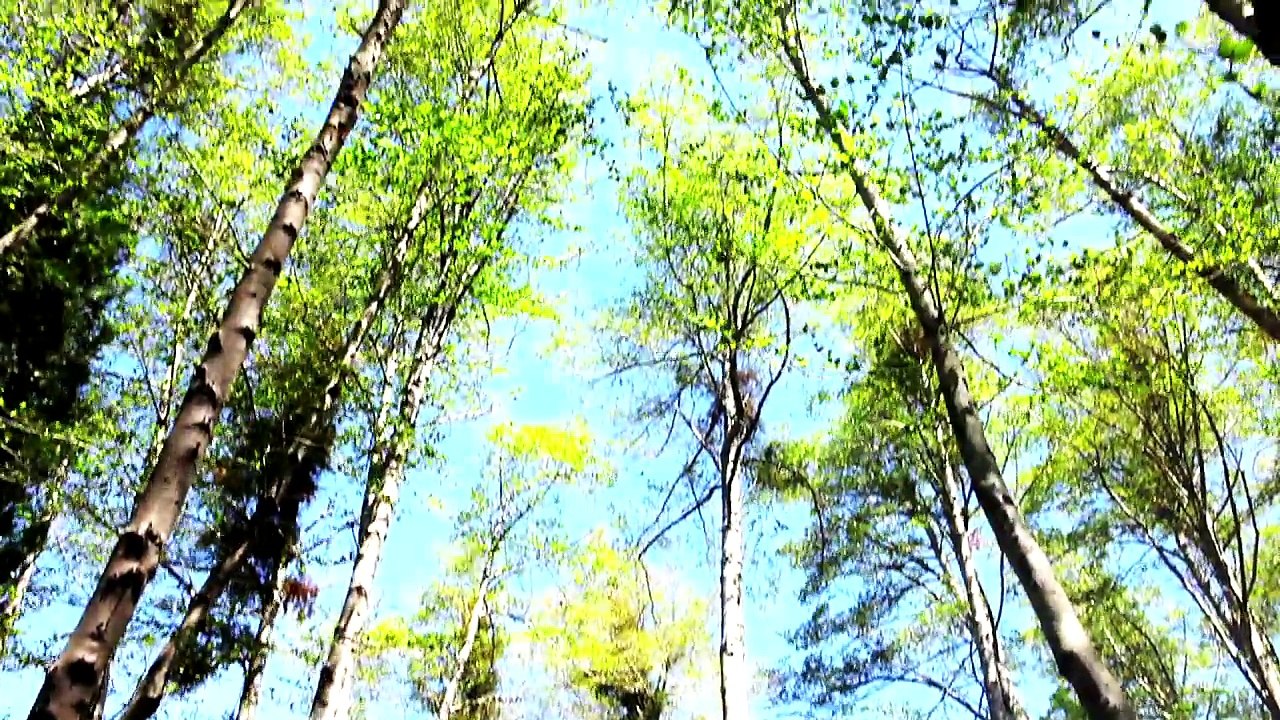 Honda Pioneer 500 UTV Introduction