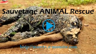 Sauvetage ANIMAL Rescue (Compilation)