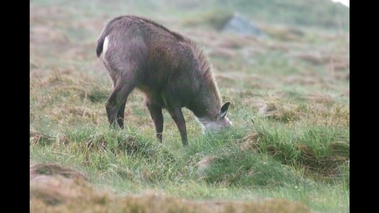 Randonnée aux chamois sur le Hohneck, le 25 Mai 2016