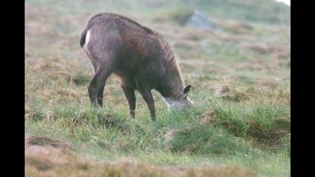 Randonnée aux chamois sur le Hohneck, le 25 Mai 2016