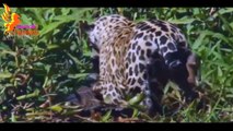 Most Amazing wild animal attacks - Leopard,Antelope,lion, tiger, Funny animals attack videos