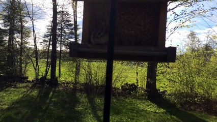 un tamia voleur de graines