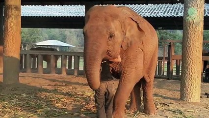 Mira cómo este elefante se duerme con una canción de cuna