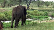Tanzania   Serengeti   Game Drive  #8   19 Sept' 14  Elephants