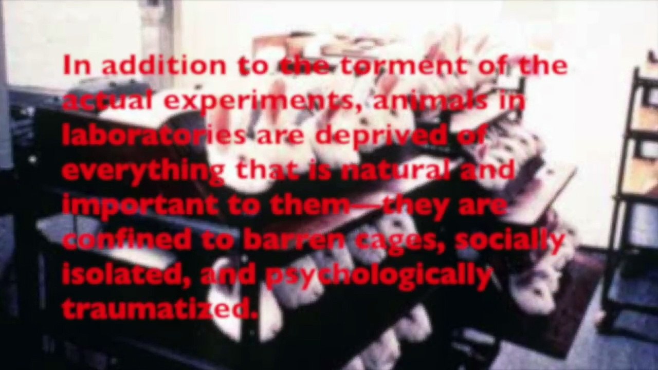 Animal Testing PSA COMM 410