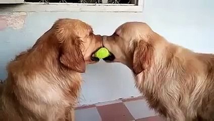 Golden retriever mediates ball fight