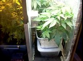 indoor marijuana hydroponic grow box 09/20/10