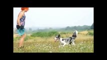 Top 10 of the funniest jumping dog videos
