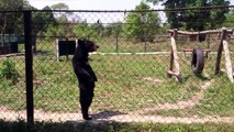 Bears Should Never Walk On Two Legs