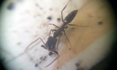 Semut Hitam Besar Yang Lucu