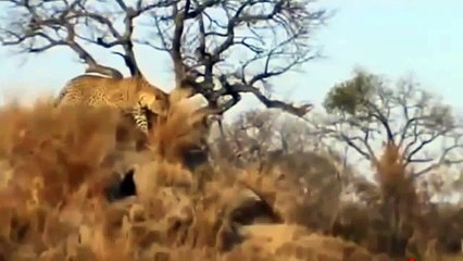 Most Amazing Wild Animal Attacks #3 - lion, tiger, anaconda, deer, Crocodi