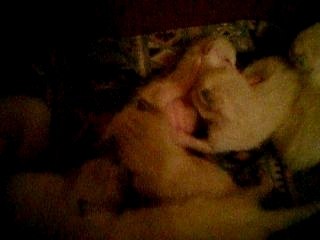 CHATONS