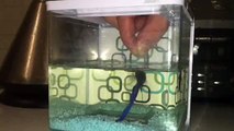 Fish eats out of fingers