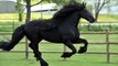 Est-ce le plus beau cheval du monde ?