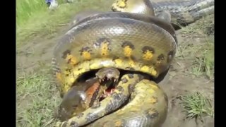 Anaconda vs Crocodile - Python vs Alligator compilation - Python vs crocodile