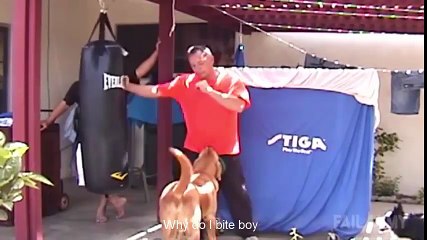 Funny dogs videos - make your smile HD