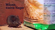 Schulfilm-DVD: Mäuse, kleine Nager (DVD / Vorschau)