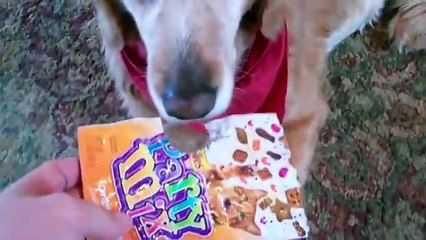 Cute dog guilty face - Cafetime-cz