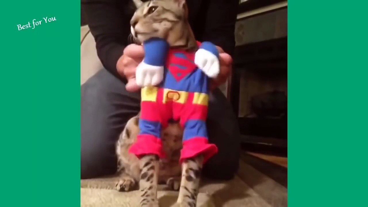 Funny Cats Vine Compilation September 2015