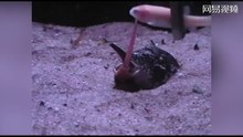 海螺伸出粉色毒牙一口气活吞一整条鱼 场面骇人