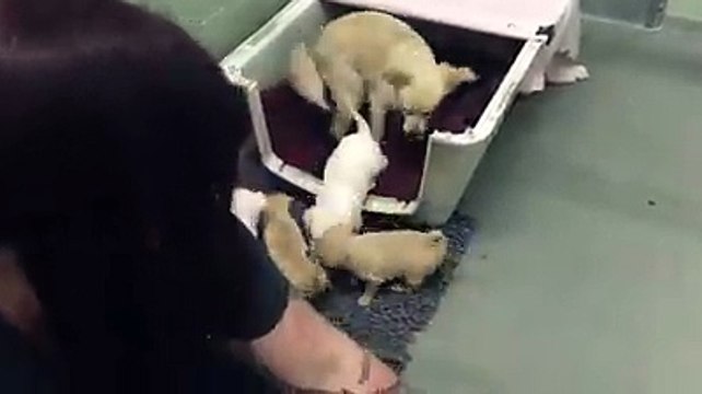 Встреча щенков с мамой. Смешные приколы собаки