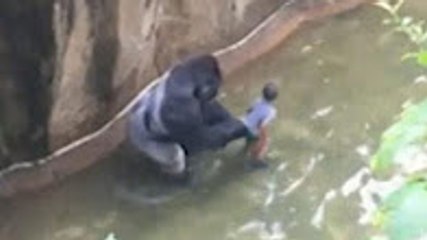 4 year old boy falls into zoo enclosure and dragged by 400 lb Harambe gorilla in Ohio