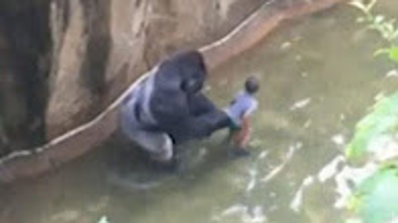 4 year old boy falls into zoo enclosure and dragged by 400 lb Harambe gorilla in Ohio