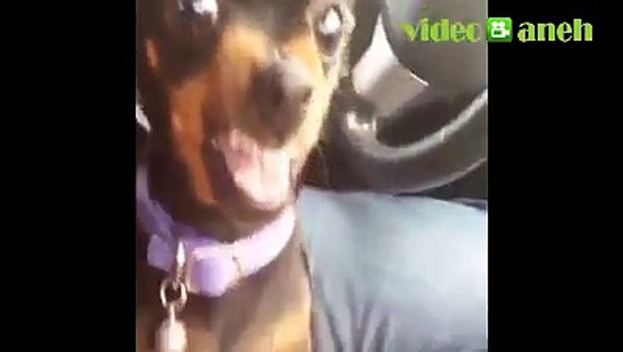 Bad Dog (Protect Owner)