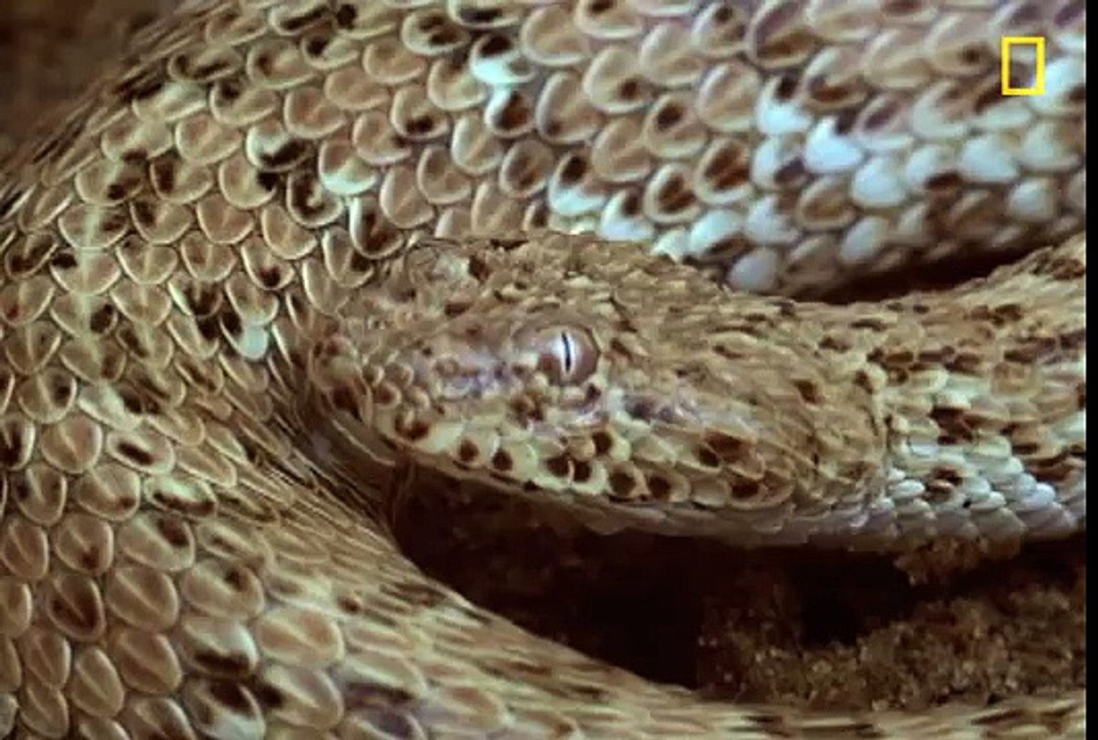 (Snake) vs (Lizard)