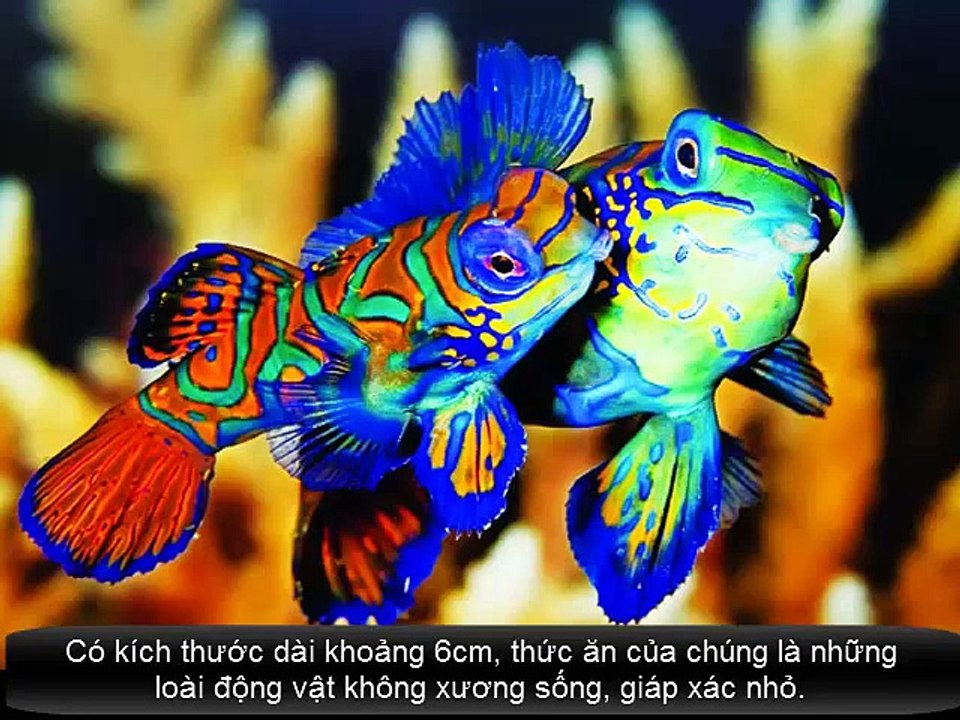 Top 10 loài động vật đẹp nhất thế giới