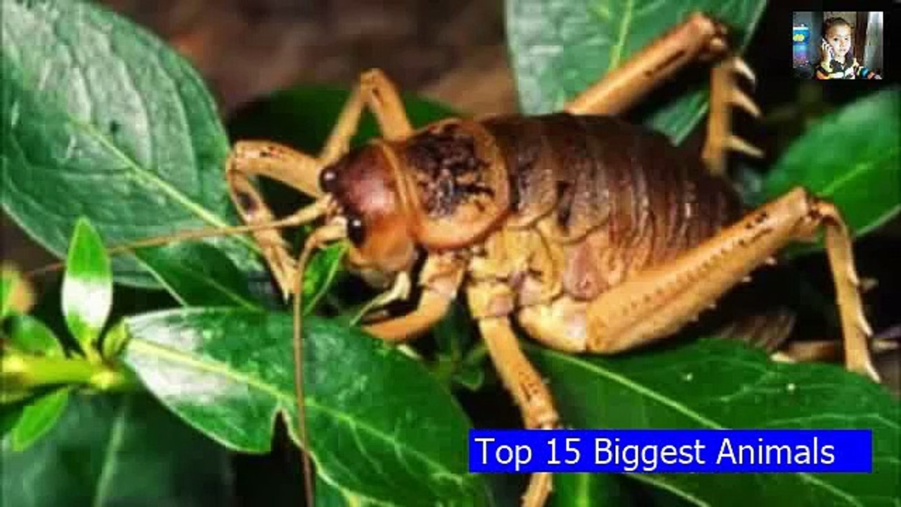 Biggest Animals On Our Planet