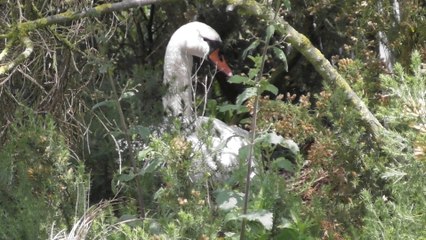 Coteaux de l'étang Pordic 27 mai 2016