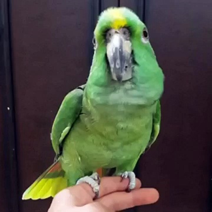 Whatsapp - Parrot Talking QALMA