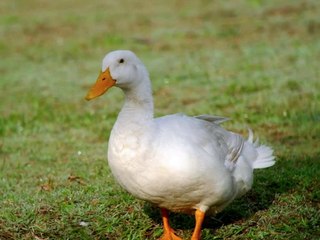 Peking Duck - Peking Eend