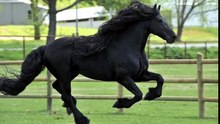 Sa robe noire est brillante et son allure fière et majestueuse, Frédéric le Grand, mérite bien son titre « le plus beau