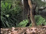 Amazing! Bird sounds from the lyre bird - David Attenborough  - BBC wildlife