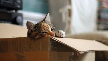 Cat Meow 3 Types Sound Effect