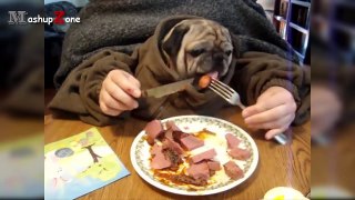 Top 10 Cute And Funny Pug Videos Compilation || NEW HD