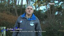 Les grands rhinolophes (chauves-souris) à Crozon (29) - Tébéo TV
