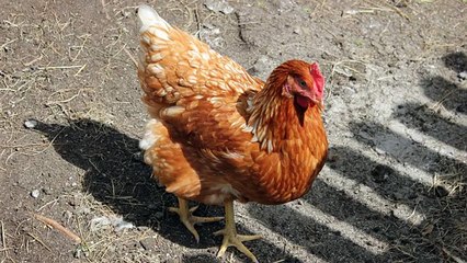 Chickens Clucking Sound Effects