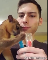 Cette bestiole fan de mister freeze