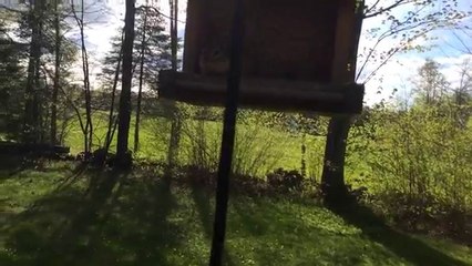 Un tamia pris la main dans le sac