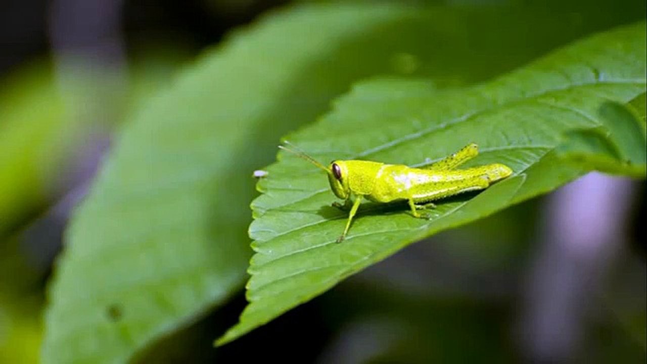 Cricket Noises Sound Effect