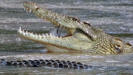 Crocodile Noise Sound Effects