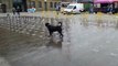 Cute dog having fun in a water fountain.