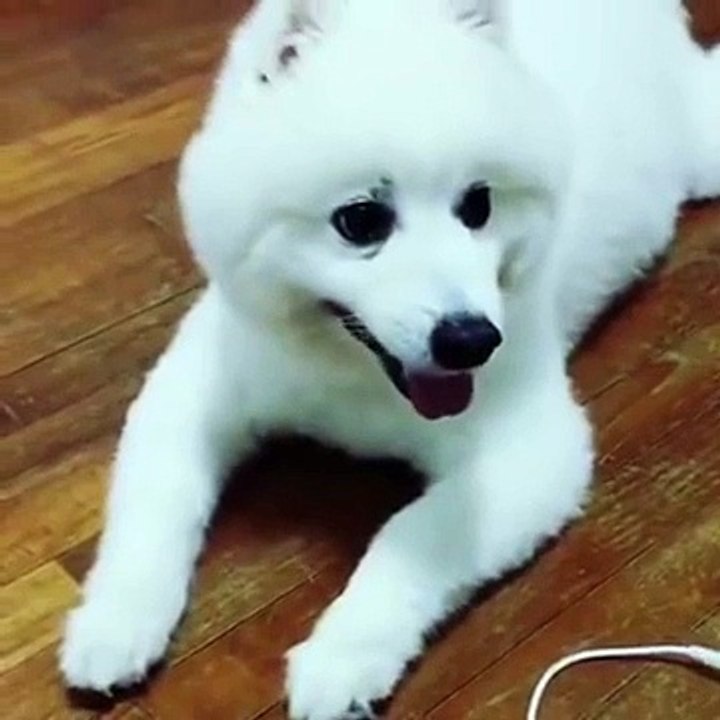 Cute Dog howling attempt fail